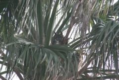 A pair of Great Horned Owls in a Palm Tree