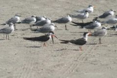 Black Skimmers, White-Winged Terns and Royal Terns