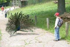 A Close Look at a Peacock
