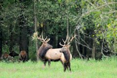 A couple of bull elk stopped fighting when they heard anothe