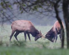 A couple of bull elk doing a little sparring.