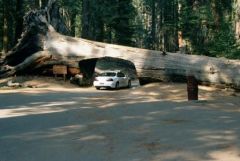 Driving Under a Sequoia Log.jpg