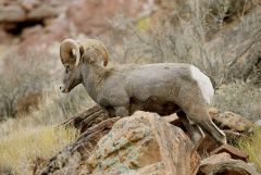 _DSC1279DesertBigHorn.jpg