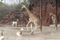 Galloping giraffes.jpg