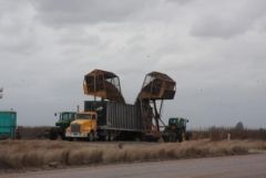 Loading sugar cane onto transport trucks.jpg