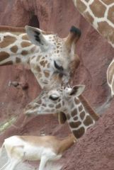 Mother giraffe with baby.jpg