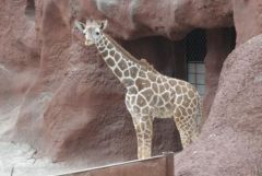 Baby giraffe.jpg
