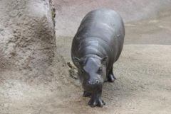 Pigmy Hippo.jpg