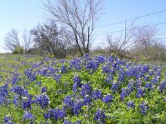 Texas Blue Bonnets