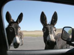 Wild Burros