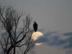 Eagle and Moon