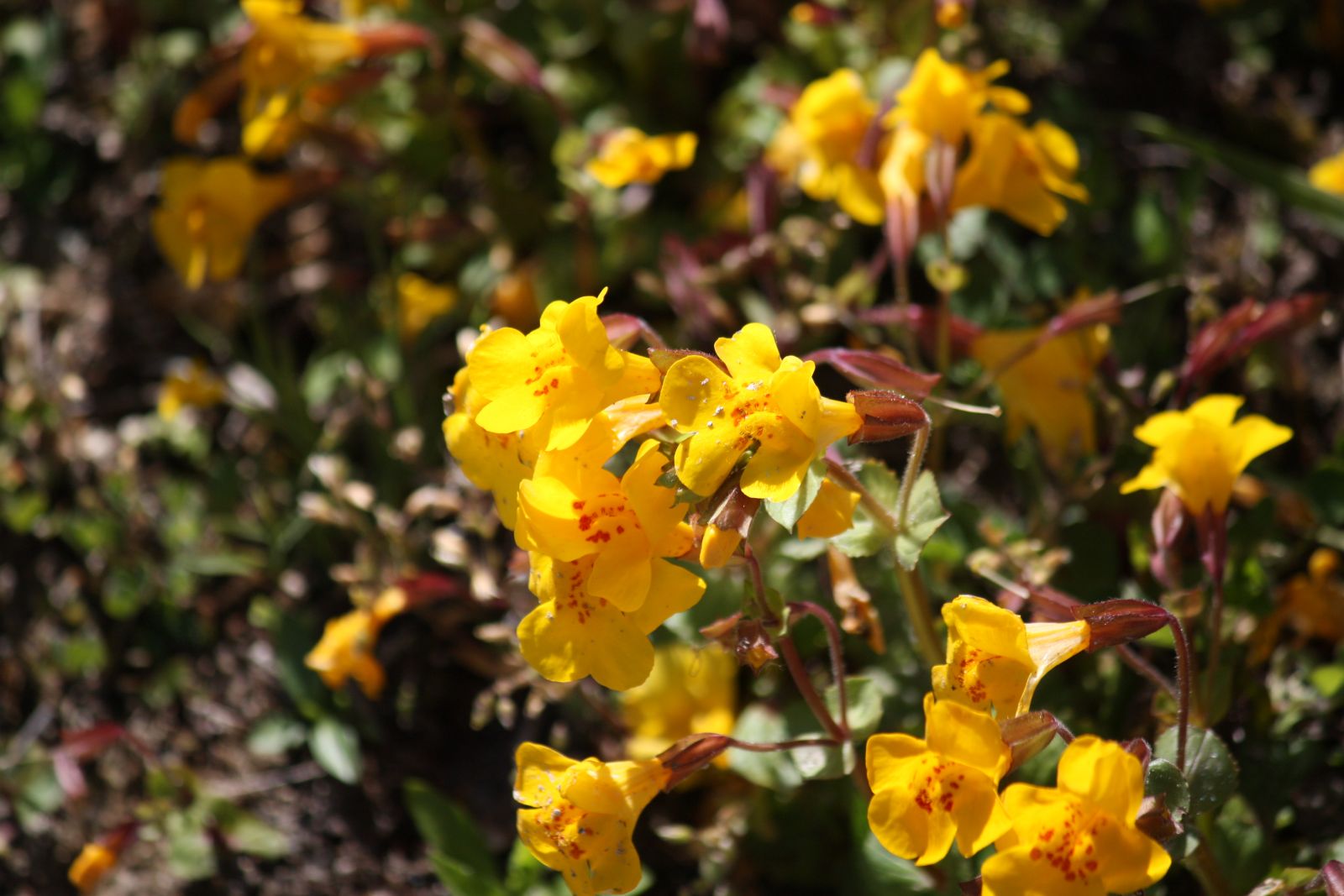 Rockey Mountain Flowers