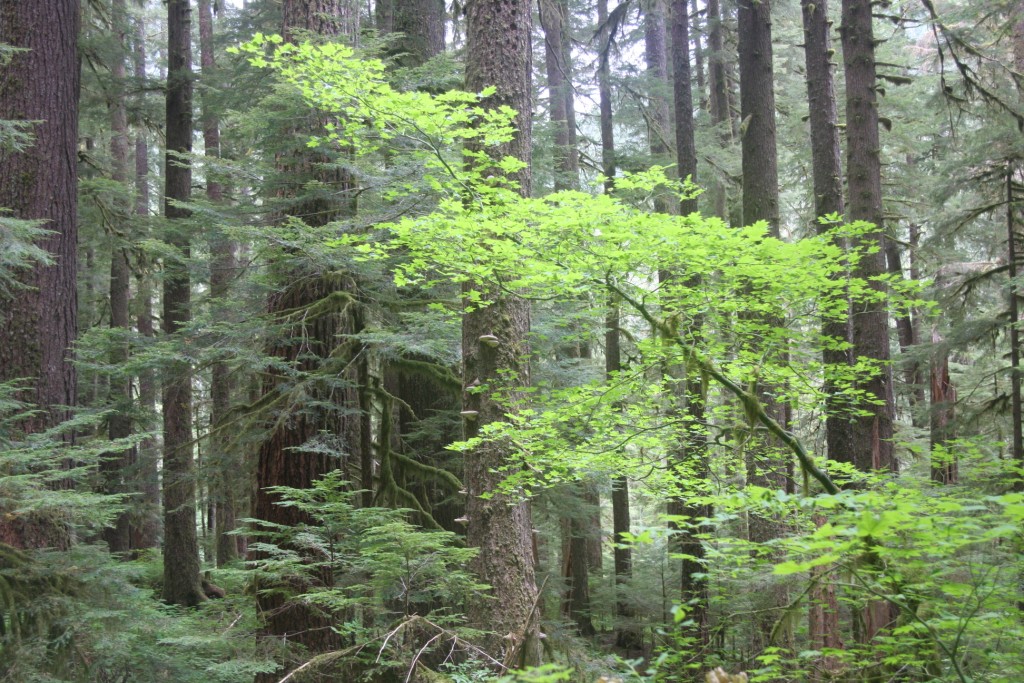 Understory green tree