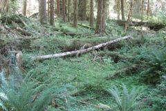 Forest floor with downed logs