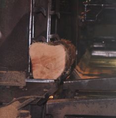 11   Log positioned For cutting
