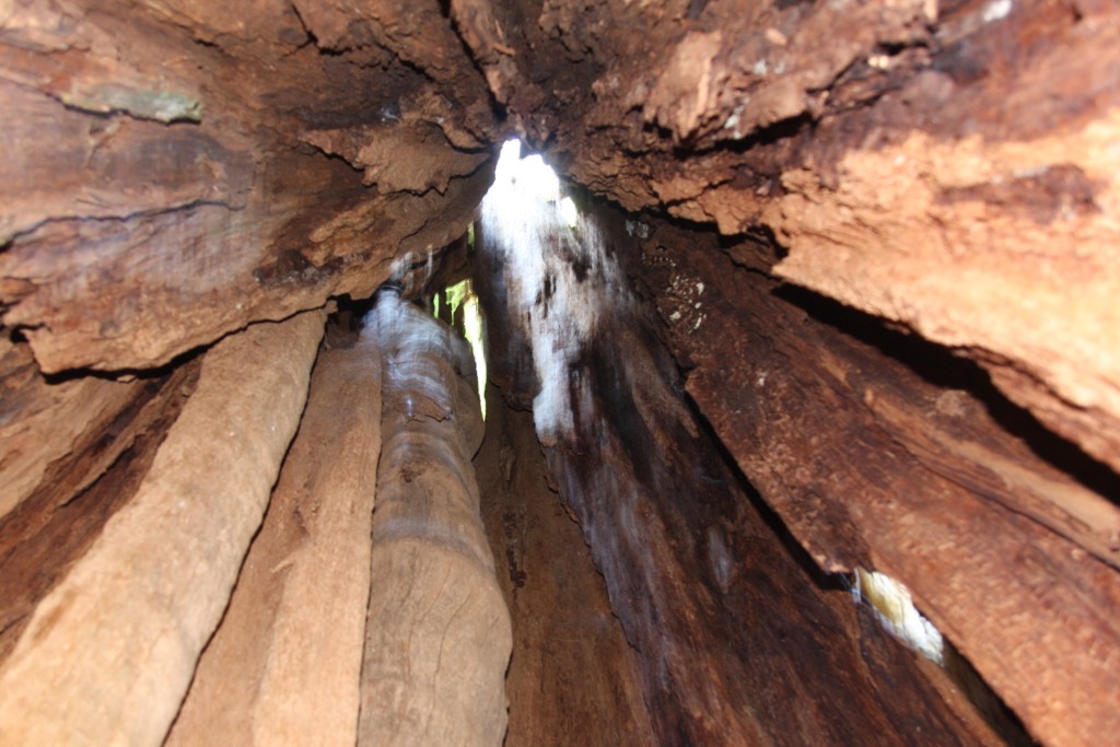 3 Looking Up Inside The Record Western Red Cedar
