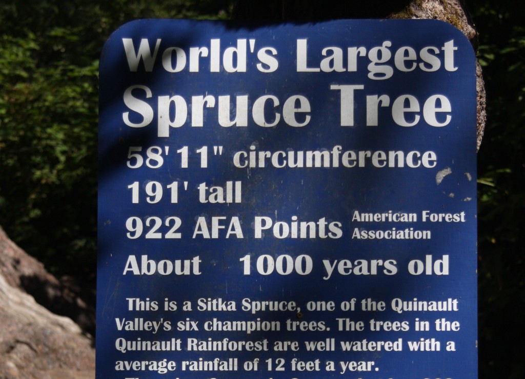 6 Sign   Largest Sitka Spruce