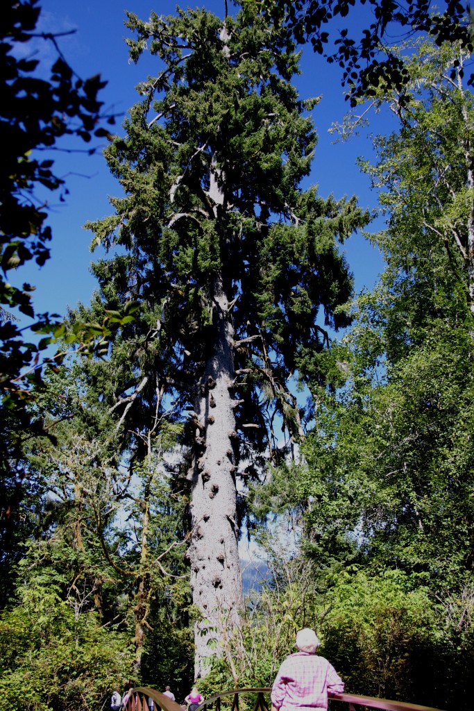 5 Largest Sitka Spruce
