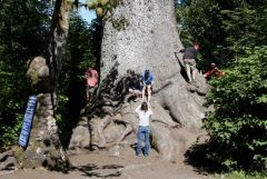 7 Climbing Largest Sitka Spruce