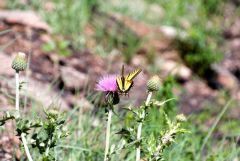 Butterfly near Devils Tower