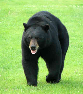 Black bear