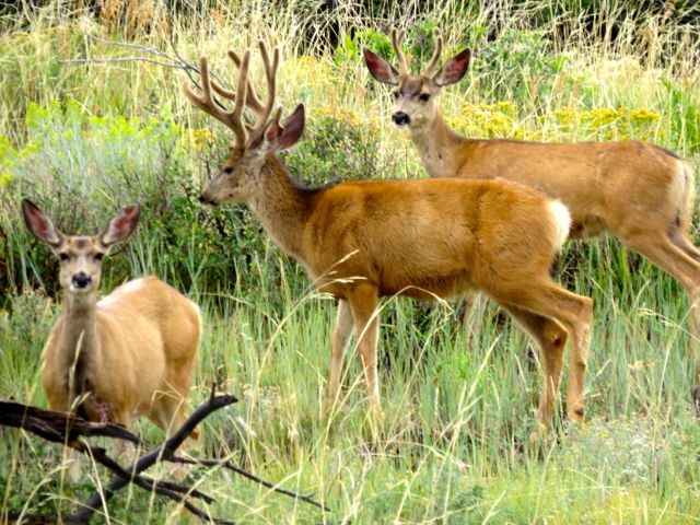 Mesa Verde deer