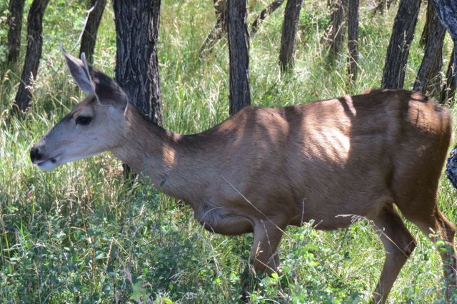 Mule deer will walk right into your campsite