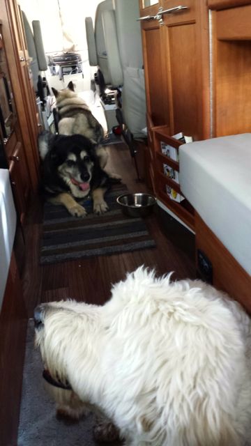 Three dogs in Roadtrek