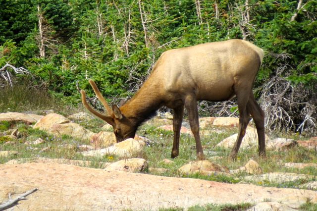 Rocky Mountain National Park elk