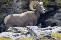 Bighorn sheep