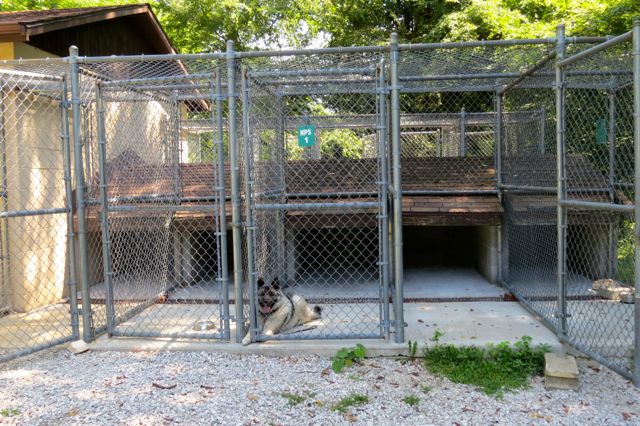 Tai in kennel