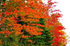 Michigan UP vibrant trees in fall