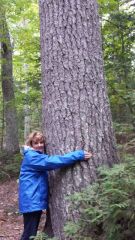 Jennifer hugs an Estivant pine
