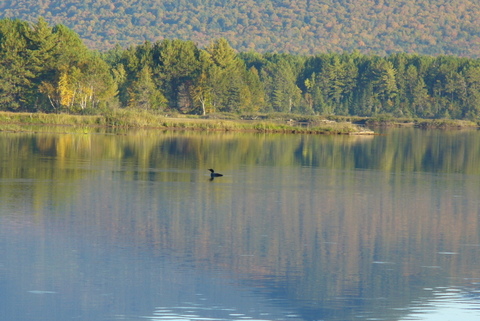 18 Loon in Dead River