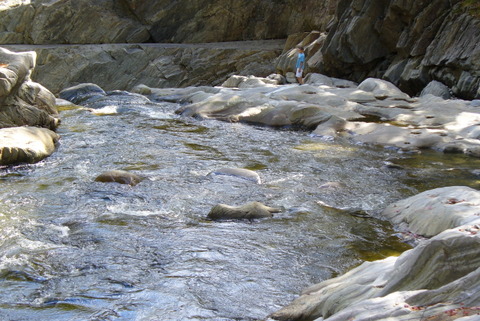 07 Swift River in Coos Canyon