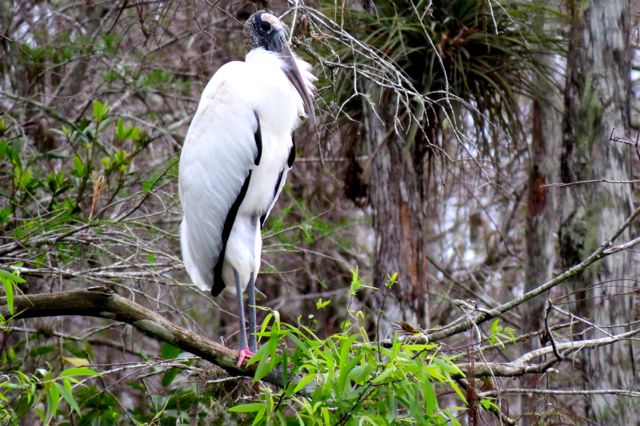 Woodstork