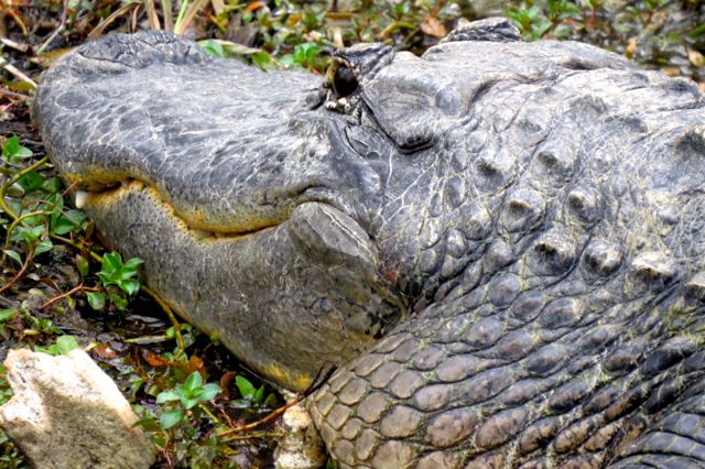 Big gator in the EVerglades