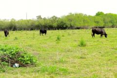 Okeechobee: A Texas Cow Town in the Middle of Florida