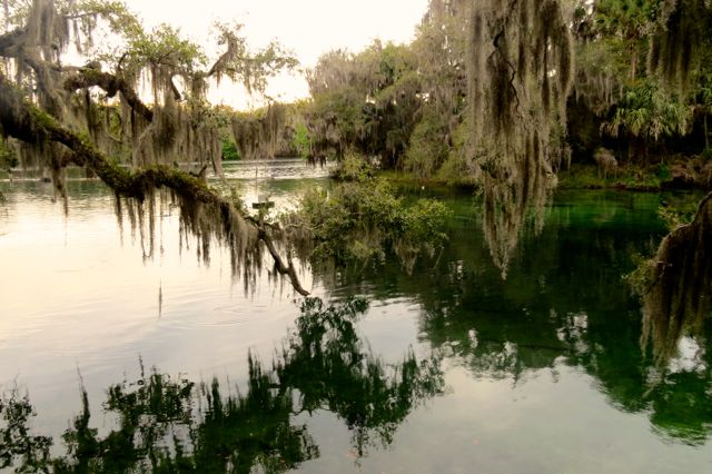 The Manatees of Floridaâ€™s Blue Springs