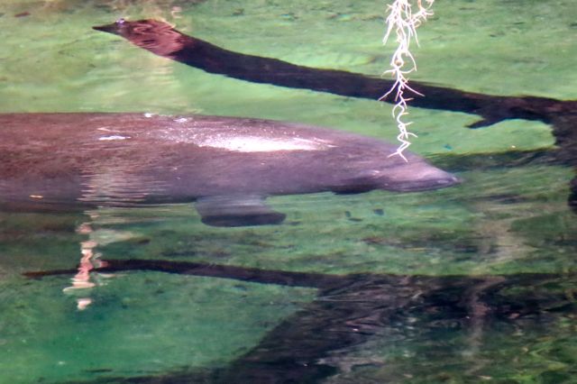 Manatee at Blue Springs