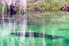 Manatee submerged