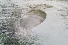 Manatee