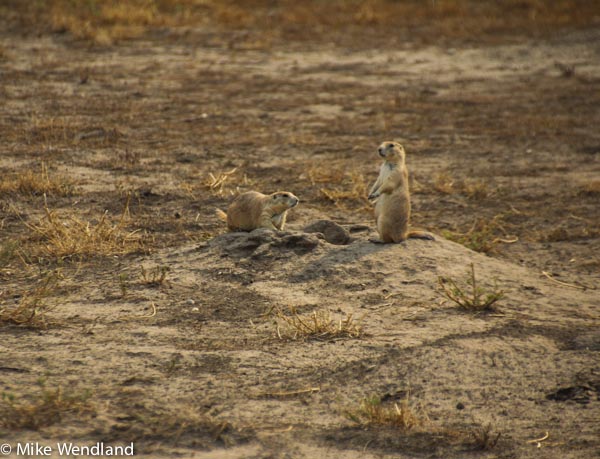 Badlands wildlife