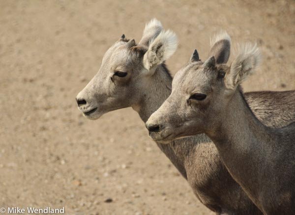 Badlands wildlife