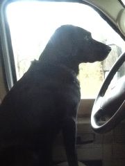 Ginger loves The view from driver's seat