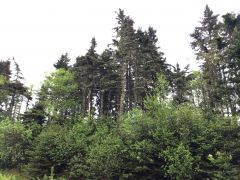 Trees in NB