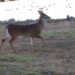 GSV deer buck closeup 2015
