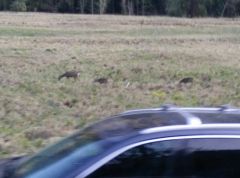 Deer at Yosemite March 2015