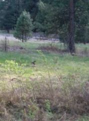 Deer at Yosemite March 2015