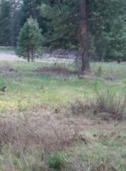 Deer at Yosemite March 2015